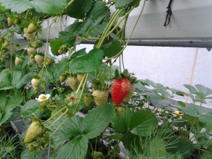 En otoño se pueden comer frutillas gracias a la hidroponia.