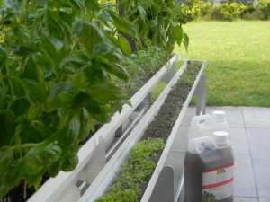 Una huerta al aire libre y un bidón de nutrientes.