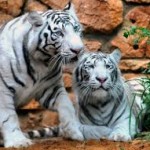 Tigres blancos, una de las especies en peligro
